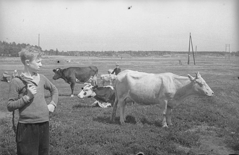 Школьник Ваня Козлов пасёт коров. Фото: Сергей Васин, 1942 г.