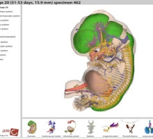 Создана интерактивная карта развития эмбриона. Видео