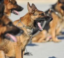 Первые собаки-клоны в России поступят в РВИО и полицию