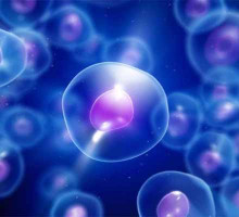 Биологи продолжают исследовать процесс клеточного воскрешения