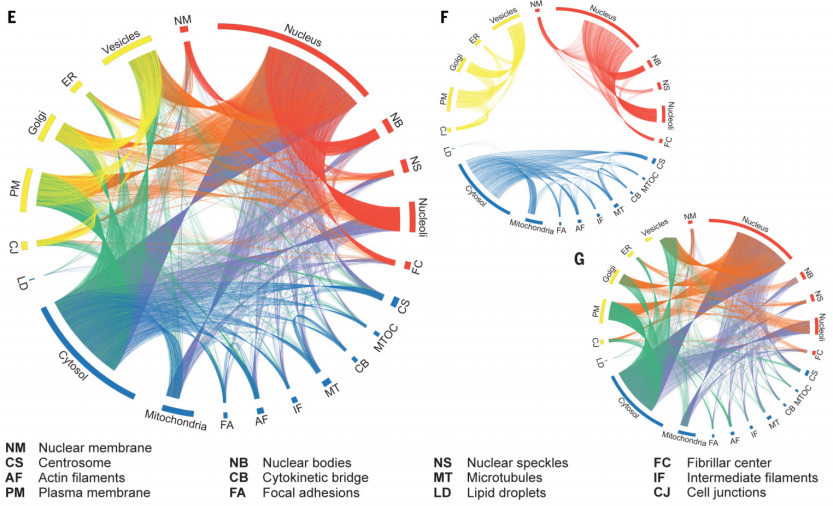 Связь всех внутриклеточных структур (E), отдельных внутриклеточных структур (F) и межкомпартментных взаимодействий (G) по критерию локализации белков / ©Peter J. Thul et al., Science, 2017