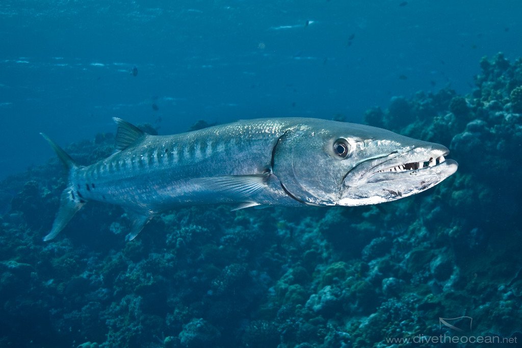 10 самых опасных морских животных
