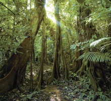 Влажные тропики выделяют больше углерода, чем поглощают