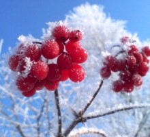 Про расчёску и секреты ухода за волосами