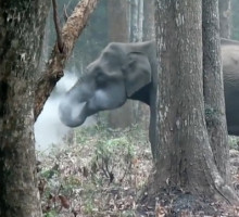 Слон выпускает клубы дыма: необычное видео [ВИДЕО]