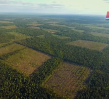 Комары-мутанты будут бороться с лихорадкой