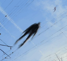 Попугай в «авиаторах» опроверг три уравнения аэродинамики