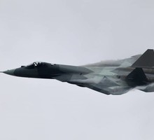 Шойгу решил приобрести пять дельфинов