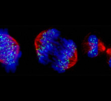 Как хромосомы помогают клетке делиться