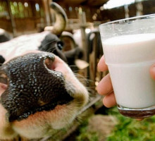 Русофобия - это дорого. Эстонские фермеры залились молоком