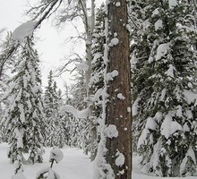 Мусорная планета