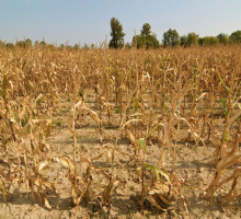 От засухи погибло более полутора миллионов гектаров посевов