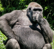 Учёные обнаружили у горилл способность к речи