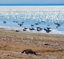 Северо-западное побережье Крыма завалено мёртвыми птицами