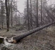 Запрет на вывоз русского леса