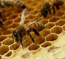 Как изменились дикие пчёлы в течение последних 33 лет