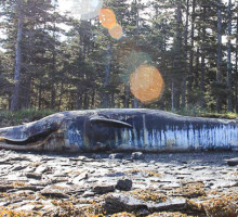 Биологи озадачены массовой гибелью китов у побережья Аляски