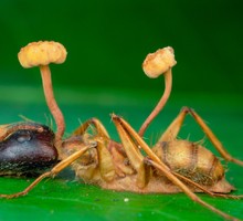 Как грибы-паразиты превращают муравьёв в зомби?
