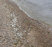 Рыба массово гибнет на Байкале