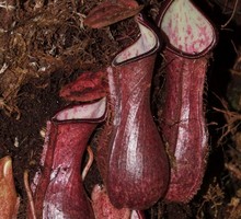 Биологи открыли подземное хищное растение