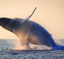 Редкие горбатые киты впервые подошли к Земле Франца-Иосифа