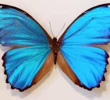 Крылья бабочек помогают находить утечки газа