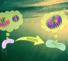 Обнаружен новый вид бактерий, способный к фотосинтезу