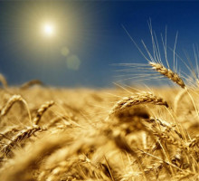 Bloomberg: Россия вытесняет США с зернового рынка