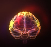 Мозг и социальное поведение