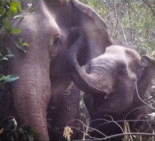 Слониха и её детёныш узнали друг друга, встретившись спустя три года