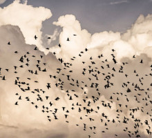 Учёные узнали, как птицы выбирают место для отдыха во время миграции
