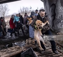 Домашние животные как инструмент информационной войны