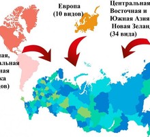 Аномальные зоны Сахалина