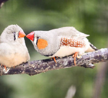 Учёные выяснили, зачем птицам и людям нужна любовь