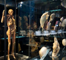 Православные активисты Петербурга требуют запретить выставку анатомии