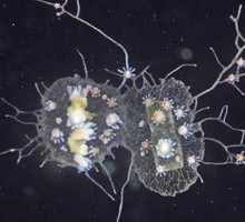 Морской полип «состарил» свои клетки, чтобы регенерировать отрезанное тело