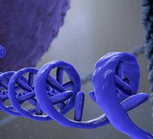 Учёные выясняют роль некодирующих молекул РНК