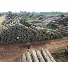 Бирманские леса под угрозой из-за незаконных рубок