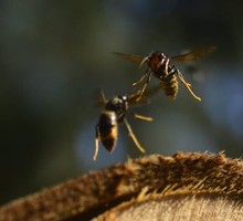 Шмели успешно отбили атаки шершней, но их колониям это не помогло