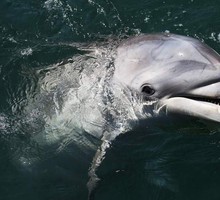 Боевые дельфины против украинского спецназа: кто защищает Крым