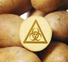 В ЮАР запретили ГМО картофель