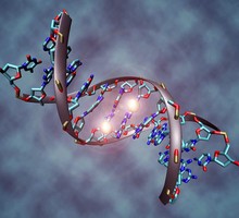 Молекула ДНК может исцелиться при помощи человека