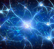 Повреждённые нейроны просят помощи у стволовых клеток
