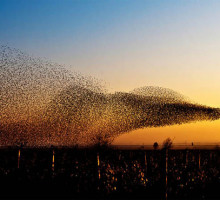 Во время перелётов птицы ориентируются по магнитной карте у себя в голове