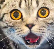 Доказана способность кошек распознавать выражение лица владельца