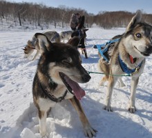 О русалке, что на ветвях сидит...
