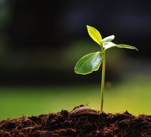 Растения изменяют свои гены