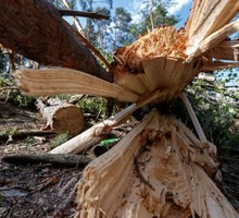 Генассамблея ООН приняла резолюцию о восстановлении лесов