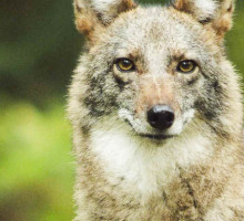 Популяция гибрида койота и волка достигла миллионов особей