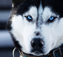 В Арктике найдены древнейшие породистые собаки